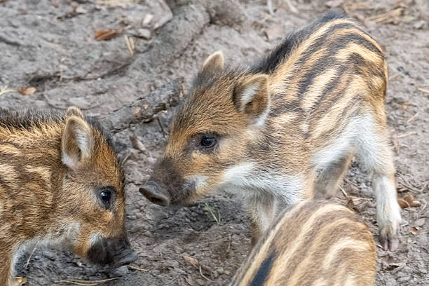 istock Wild boar piglets exploring forest ground in daylight 2236958181