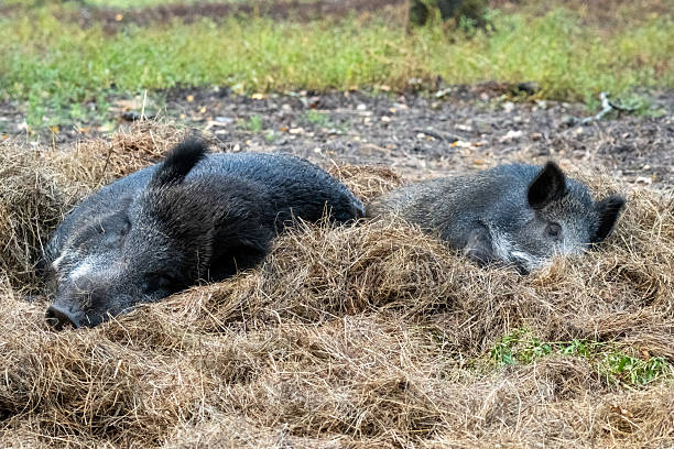 Wild boars sleeping in a hay nest, showing peaceful relaxation