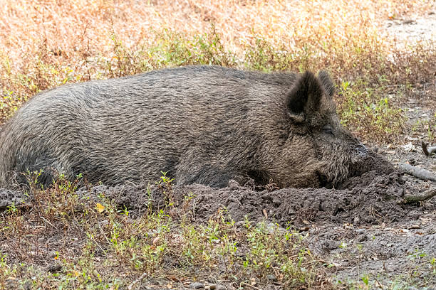 istock Wild boar sleeping in mud in natural habitat 2236958194