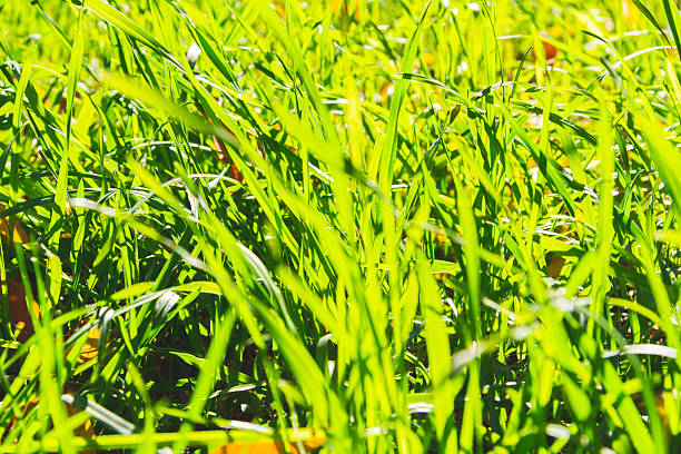 Bright green grass in sun. Green grass close-up. Sunny glade.