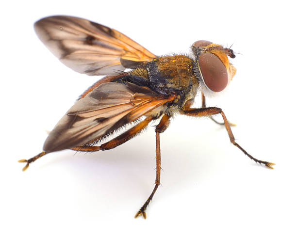 istock Tachinid fly with pollen on wings isolated on white background 2236966739