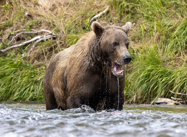 istock Coastal Brown bears fishing 2236968933