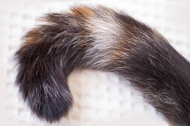 istock Close-up cat's fluffy tail with soft brown and white fur, curled gracefully against light background, beautiful adult domestic cat proudly lies, keeping four-legged pets, veterinarian, love animals 2236972113