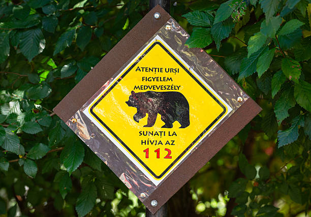 istock Yellow Caution Bear Warning Sign in a Forested Area. 2236972912