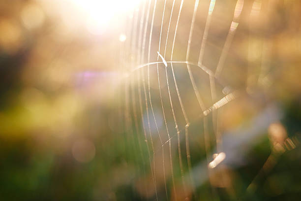 Close up view of spider web with beautiful bokeh on the blurred green grass background. Back light, sunlight, limited focus. Abstract nature minimal background.