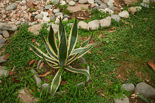 American aloe, Century Plant.(Agave americana L.)