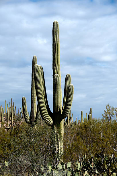 istock Saguaro cactus in Saguaro National Park, Arizona 2236976428