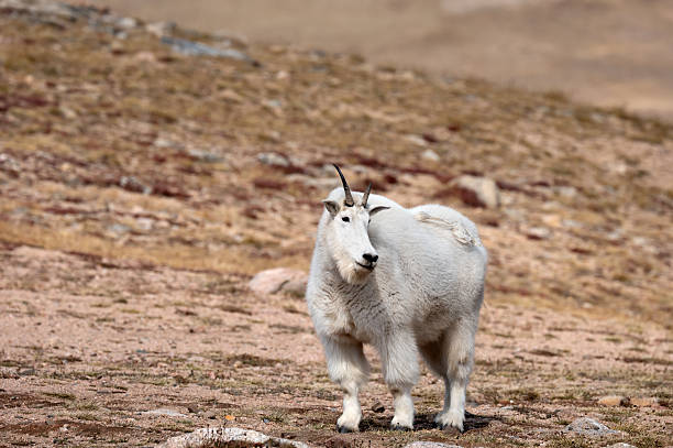istock Mountain Goat on Alpine Tundra, Beartooth Highway 2236976658