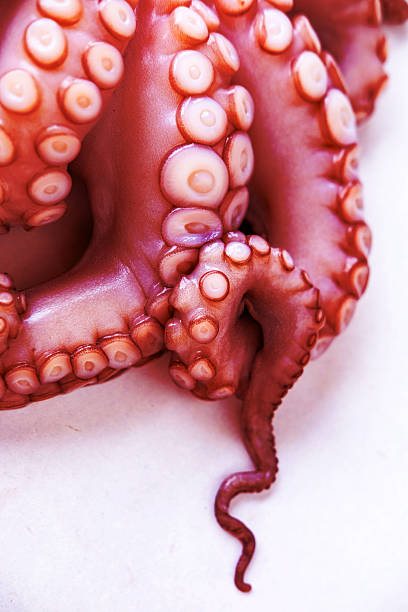 istock Marine cephalopod, Octopus tentacle macro, slimy surface, raw seafood, close-up texture, marine delicacy, exotic ingredient, suction cups 2236977021