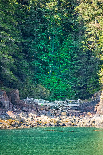 istock Remote Alaska Coastline, Cannery Cove Forest and Shore 2236977125