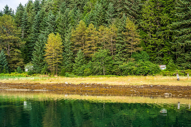 Dense temperate rainforest meets the rugged shoreline of Cannery Cove, Admiralty Island, Alaska. Towering evergreens and lush undergrowth frame the coastal waters, where rocky beaches and driftwood mark the tide’s edge. The scene captures the pristine wilderness of Southeast Alaska, highlighting the dramatic contrast between forested slopes and the remote shoreline.