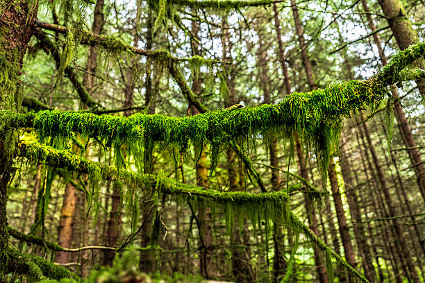 Dense temperate rainforest meets the rugged shoreline of Cannery Cove, Admiralty Island, Alaska. Towering evergreens and lush undergrowth frame the coastal waters, where rocky beaches and driftwood mark the tide’s edge. The scene captures the pristine wilderness of Southeast Alaska, highlighting the dramatic contrast between forested slopes and the remote shoreline.
