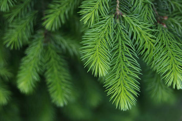 Detailed evergreen spruce needles in natural close-up, providing a vibrant botanical texture ideal for eco, forest, seasonal, Christmas, and nature design themes