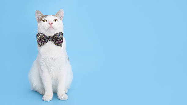 istock White Cat in Bow Tie for Valentine’s Day 2236981916