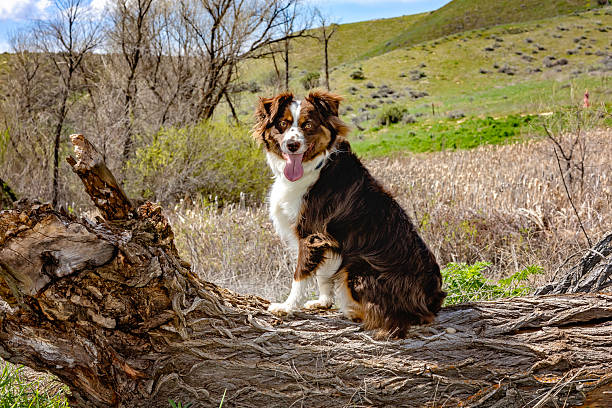 Mini Aussie Dog Outside in Boise Foothills Desert