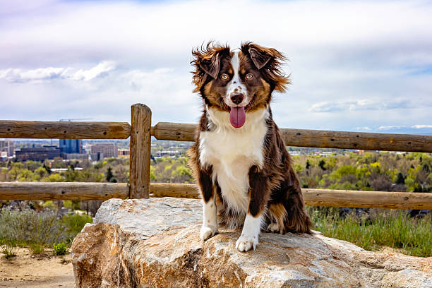 Mini Aussie Dog Outside in Boise Foothills Desert