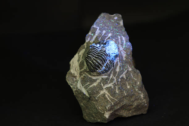 Ancient fossilized coral fragment with intricate patterns on a white background