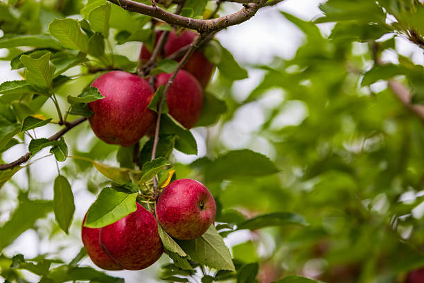 istock apples hanging from a tree in the orchard, ripe for picking during harvest 2236986956