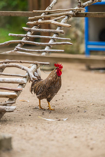 istock Rooster standing beside rustic wooden ladder.. 2236987674
