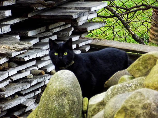 A close-up view of a cozy nest made of straw and twigs, a secret hideout for a cat
