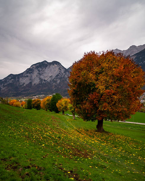 istock Autumn tree with mountain backdrop in Innsbruck, Austria 2236991326
