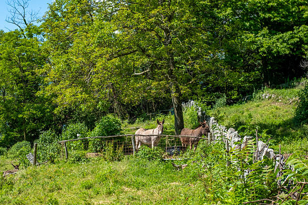donkey, foal Equus asinus, Equus africanus asinus, rustic scene with donkey feeding on fresh pasture on sunny day, Farm Animal Portrait, symbol stubbornness, stupidity