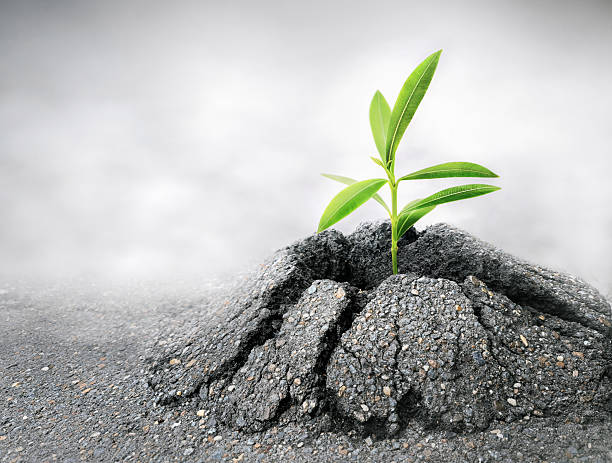sprout making its way through the asphalt pavement. the concept of strength, perseverance, motivation. copy space