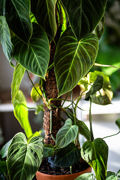 istock Philodendron plant support homemade sphagnum moss pole and plastic fine-mesh garden netting at home 2236994505