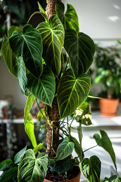 istock Philodendron plant support homemade sphagnum moss pole and plastic fine-mesh garden netting at home 2236994612