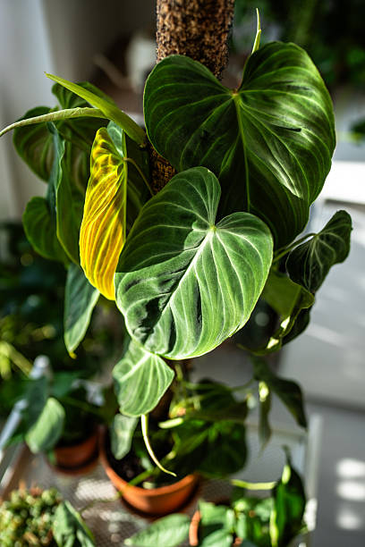 istock Philodendron plant support homemade sphagnum moss pole and plastic fine-mesh garden netting at home 2236994695
