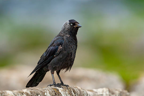 istock Jackdaw (Corvus monedula) on limestone pavement, Yorkshire, England 2236996600