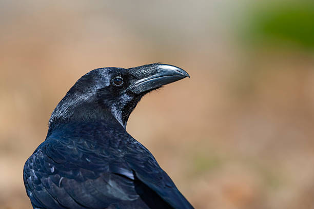istock Common raven or northern raven (Corvus corax) in the Pyrenees, Spain 2236996622