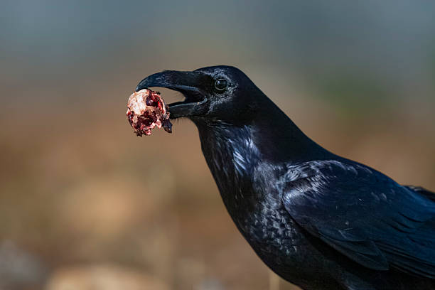 Common raven or northern raven (Corvus corax) with a rabbit (Oryctolagus cuniculus) skull in its bill in the Pyrenees, Spain