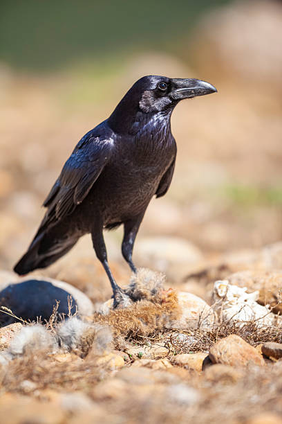 istock Raven (Corvus corax) feeding on the ground, Pyrenees, Spain 2236996636
