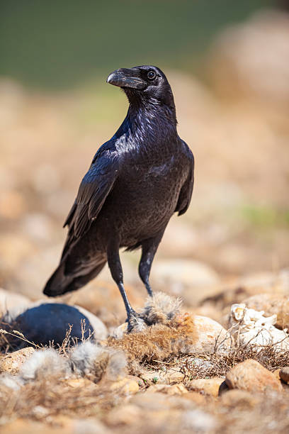 istock Raven (Corvus corax) feeding on the ground, Pyrenees, Spain 2236996638