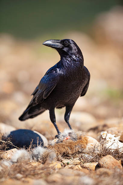istock Raven (Corvus corax) feeding on the ground, Pyrenees, Spain 2236996658