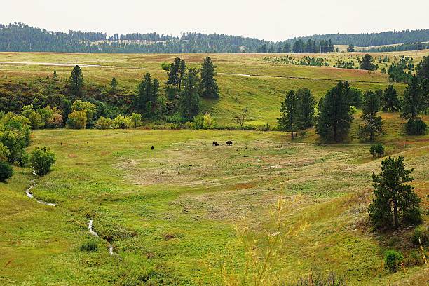 Landscape and scenery at Wind Cave national Park South Dakota