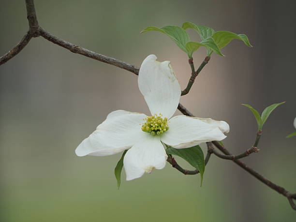istock Flowering Dogwood blossom with aging white bracts 2236997969