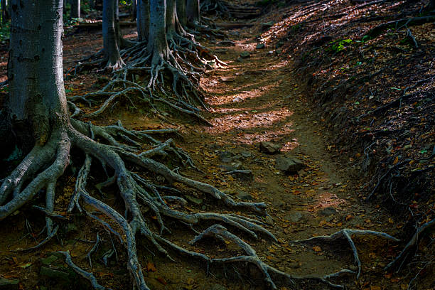 Exposed tangled roots of tall trees weave across a shady, rugged mountain hiking path, highlighted by patches of sunlight and earthy tones.