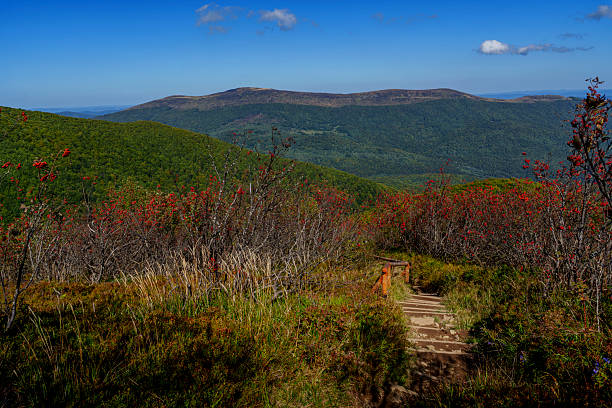 A path with wooden steps and autumn shrubs emerges from the foreground, opening onto long green ridges and a deep-blue mountain horizon.