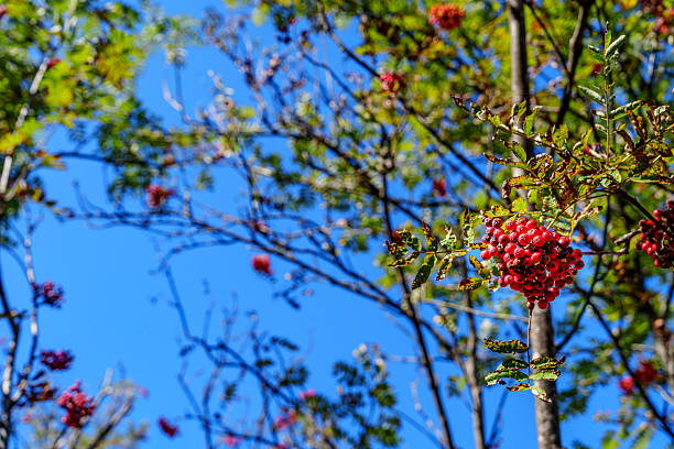A cluster of vibrant red rowan berries in sharp focus stands out among sunlit green leaves, set against a clear blue sky.