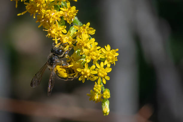 Cloudy-winged Mining Bee is a species of miner bee in the family Andrenidae. It is found in North America.
