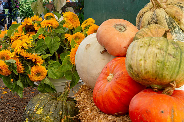 istock Assorted Pumpkins on Straw Bales with Sunflowers 2237001752