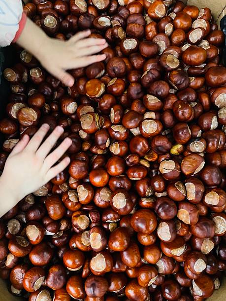 Childhood development and sensory play. Childrens hands playing with chestnuts
