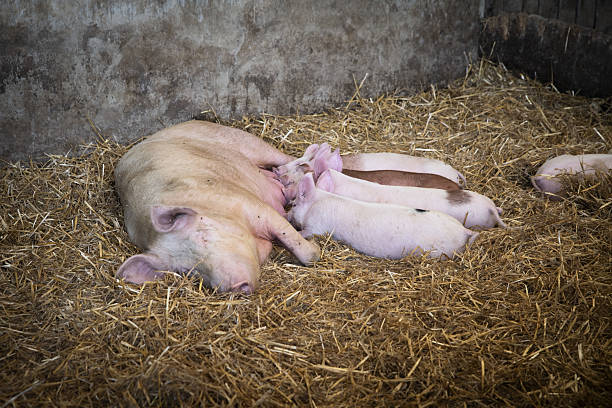 istock Pigs familly in the farm 2237005765