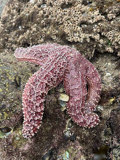 istock Ochre Sea Star Starfish 2237006982