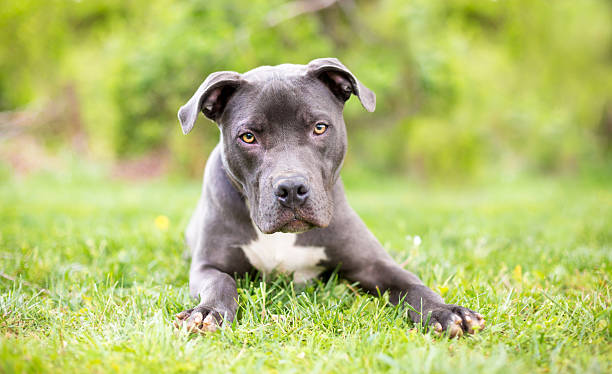 istock A Pit Bull Terrier mixed breed dog lying in the grass 2237007258