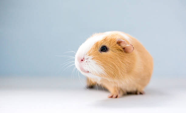 istock A pet American Guinea Pig 2237007263