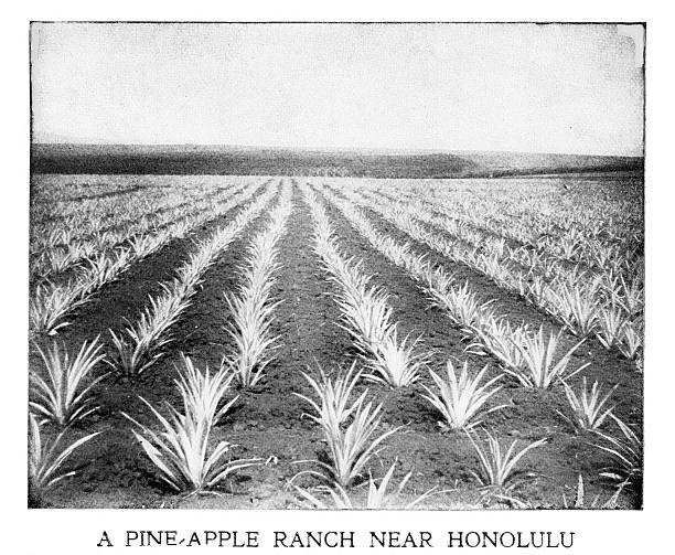 istock Pineapple Plantation, Honolulu, Oahu, Hawaii, United States, 19th Century History 2237007337