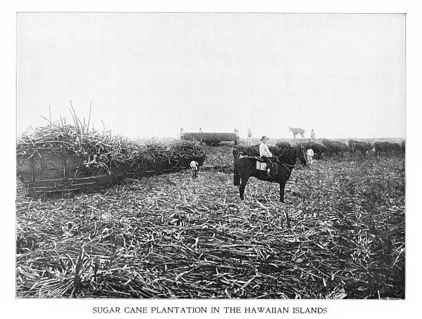 Sugar Cane stalks harvested in Hawaii. Photograph engraving published 1898. Original edition is from my own archives. Copyright has expired and is in Public Domain.